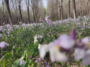 野花直播视频免费高清完整版，实时互动，精彩不停