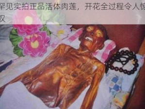 罕见实拍正品活体肉莲，开花全过程令人惊叹