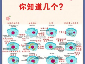 关于死亡细胞武器中重型弓与连射的优劣比较分析