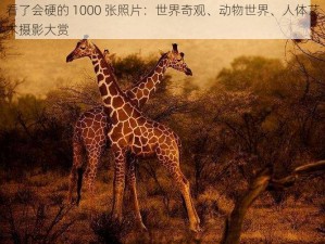 看了会硬的 1000 张照片：世界奇观、动物世界、人体艺术摄影大赏