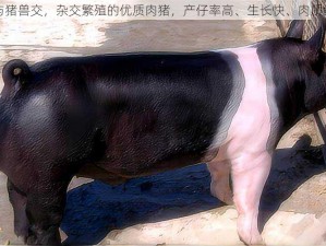 人与猪兽交，杂交繁殖的优质肉猪，产仔率高、生长快、肉质鲜美