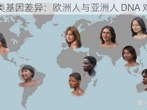 探寻人类基因差异：欧洲人与亚洲人 DNA 对比分析