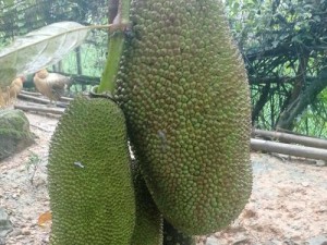 菠萝菠萝蜜免费视频观看播放，海量高清资源，无广告骚扰，畅享极致体验