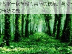 我在野外截取一段神秘而美丽的视频，与你一同分享大自然的奇妙之处