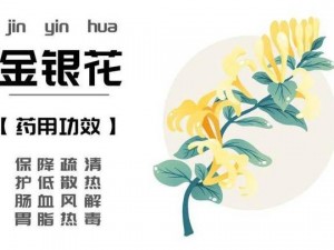 菊内留香金银花原文阅读——天然植物配方，清热解毒，缓解上火