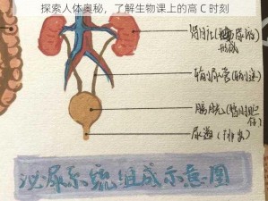 探索人体奥秘，了解生物课上的高 C 时刻