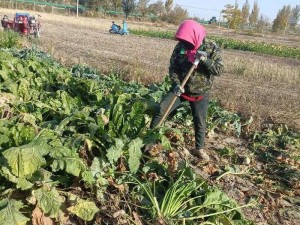 拔萝卜痛又降黄 9 幺——天然草本，轻松解决你的难言之隐