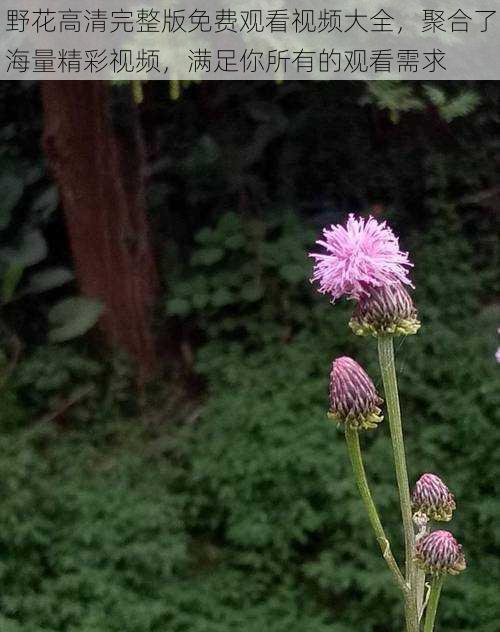 野花高清完整版免费观看视频大全，聚合了海量精彩视频，满足你所有的观看需求