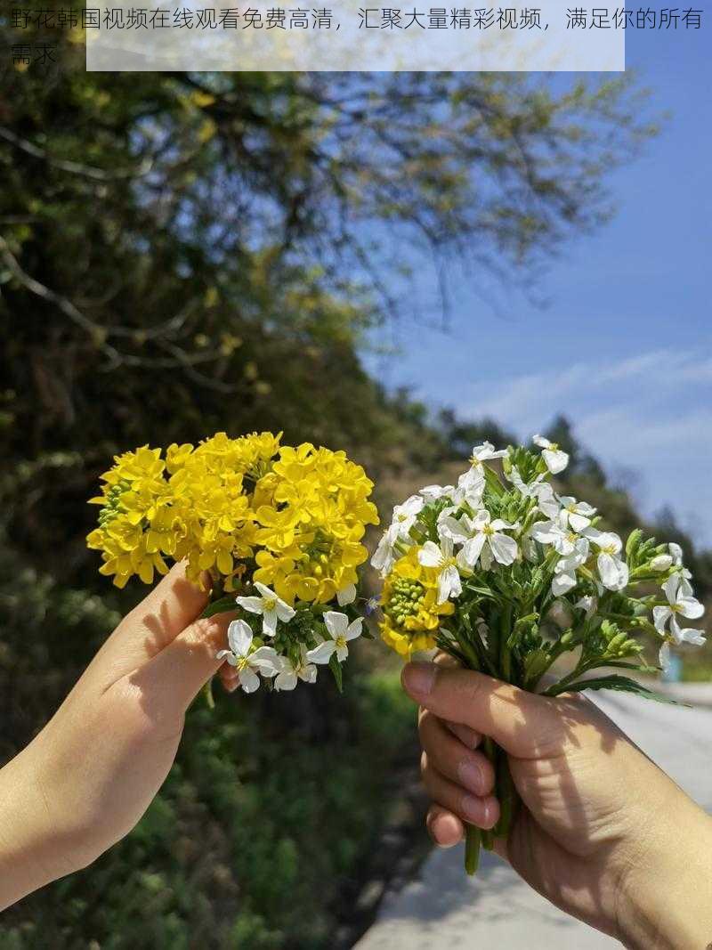 野花韩国视频在线观看免费高清，汇聚大量精彩视频，满足你的所有需求