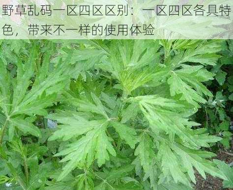 野草乱码一区四区区别：一区四区各具特色，带来不一样的使用体验