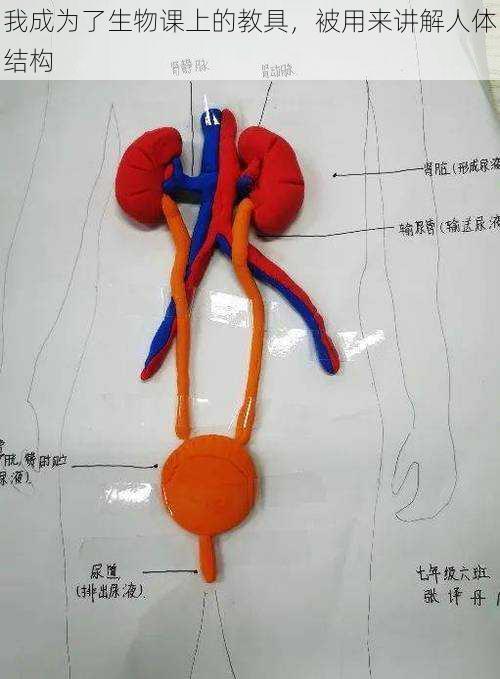 我成为了生物课上的教具，被用来讲解人体结构