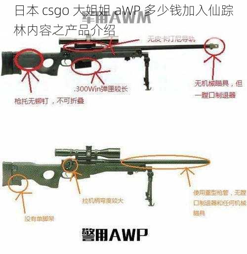 日本 csgo 大姐姐 aWP 多少钱加入仙踪林内容之产品介绍