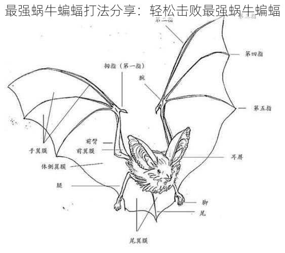 最强蜗牛蝙蝠打法分享：轻松击败最强蜗牛蝙蝠