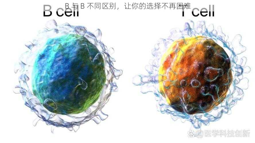 B 与 B 不同区别，让你的选择不再困难