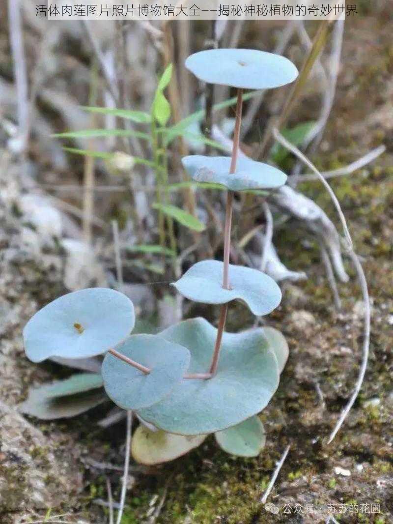 活体肉莲图片照片博物馆大全——揭秘神秘植物的奇妙世界