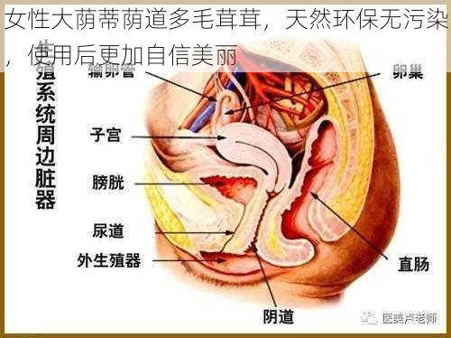 女性大荫蒂荫道多毛茸茸，天然环保无污染，使用后更加自信美丽