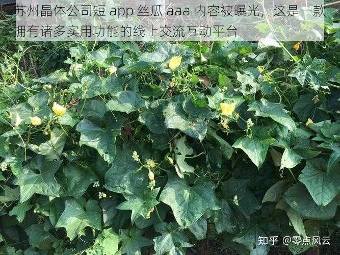 苏州晶体公司短 app 丝瓜 aaa 内容被曝光，这是一款拥有诸多实用功能的线上交流互动平台