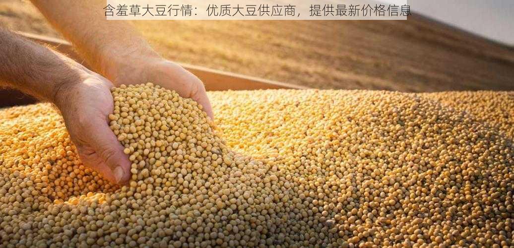 含羞草大豆行情：优质大豆供应商，提供最新价格信息