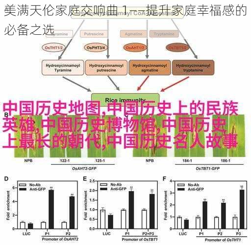 美满天伦家庭交响曲 1——提升家庭幸福感的必备之选