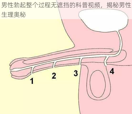 男性勃起整个过程无遮挡的科普视频，揭秘男性生理奥秘