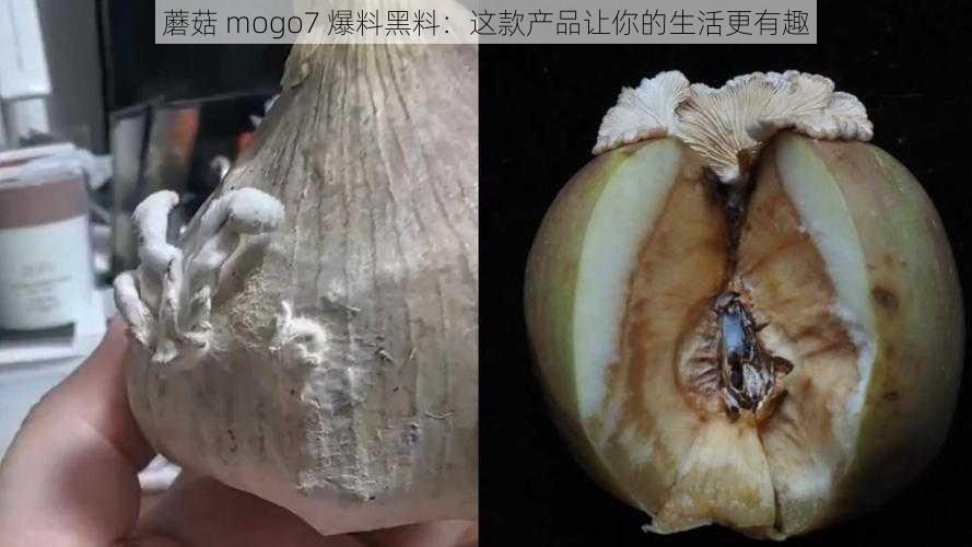 蘑菇 mogo7 爆料黑料：这款产品让你的生活更有趣